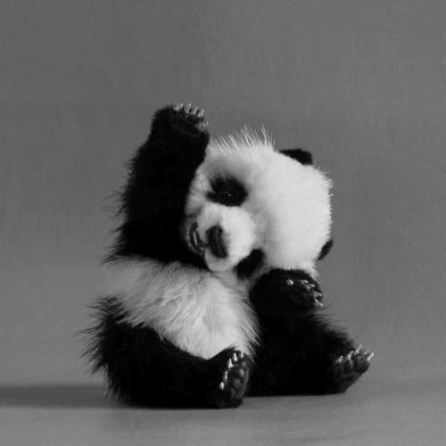 A picture of a baby panda, Sophia